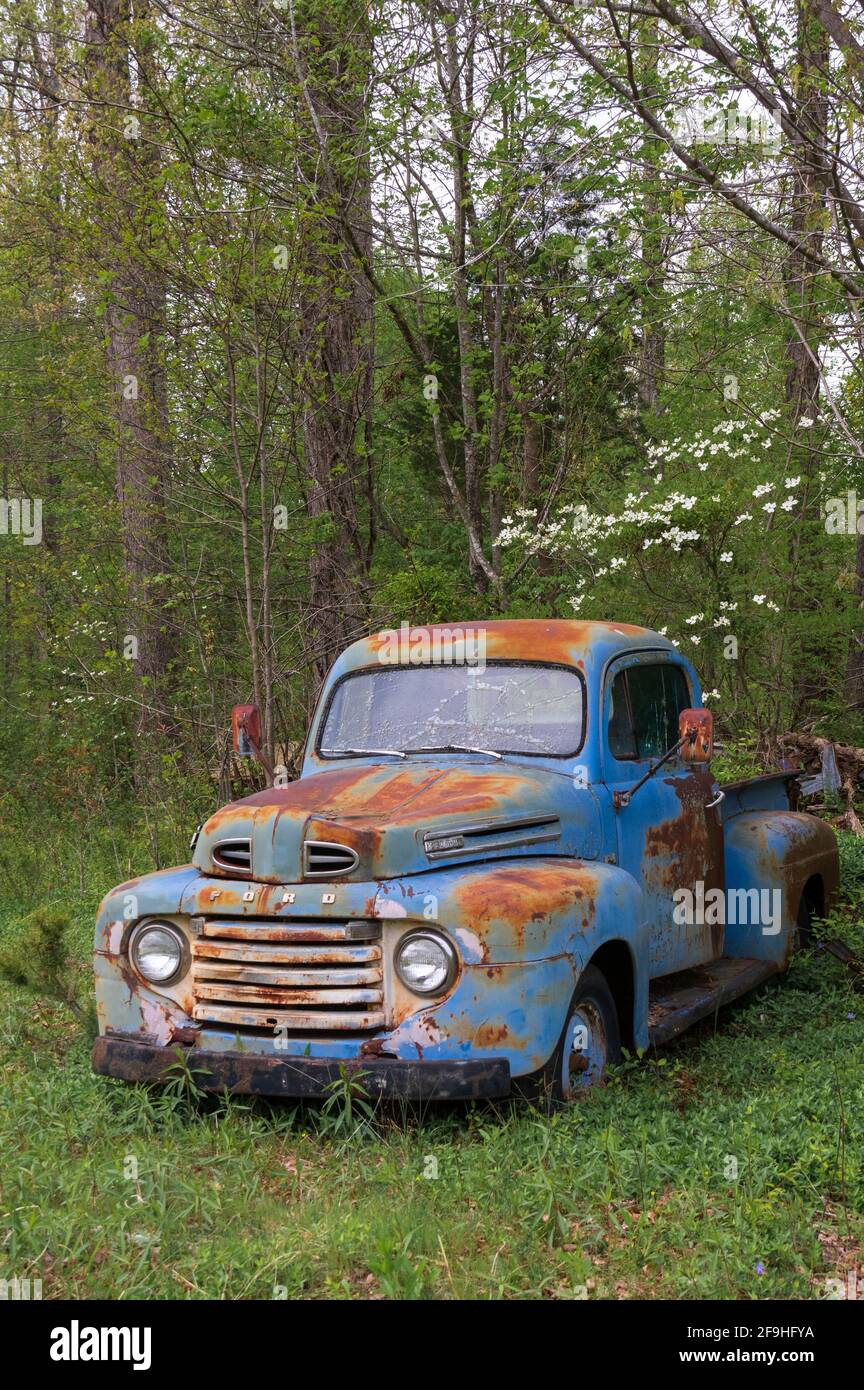 Abandoned, rusted blue Ford pick-up truck in woods in front of blooming dogwood true Stock Photo