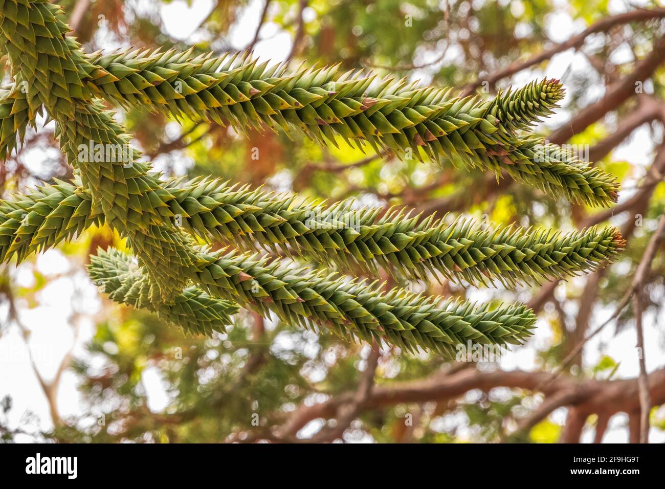 Needles of evergreen tree Araucaria araucana,commonly called the Monkey Puzzle Tree, Monkey Tail Tree, Pewen or Chilean Pine Stock Photo
