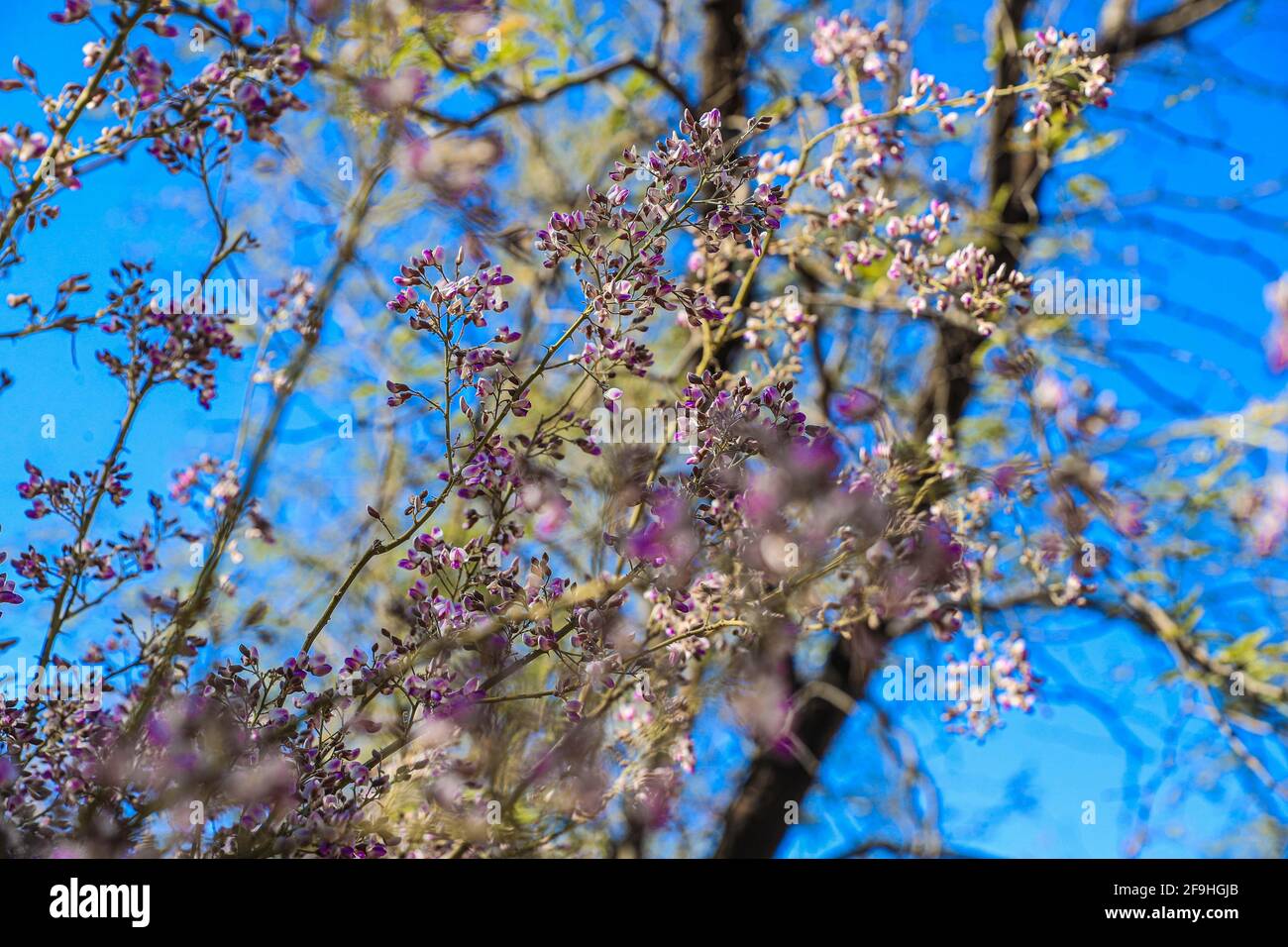 Flowers an ironwood tree (Olneya tesota). Flower purple color, white color, violet color, Inflorescences of purple raceme in the Sonoran desert, Mexico and typical of the Arizona desert. Desert Ironwood, phanerogamic plants, is distributed in the states of Sonora, Sinaloa and the Baja California Peninsula (Photo by Luis Gutierrez / Norte Photo)... Flores un árbol de palo fierro (Olneya tesota). Flor color morado, color blanco, color violeta, Inflorescencias de raceme púrpura en el desierto de Sonora, Mexico y tipica del desierto de Arizona U.S.  Ironwood del desierto, plantas fanerógamas, se d Stock Photo