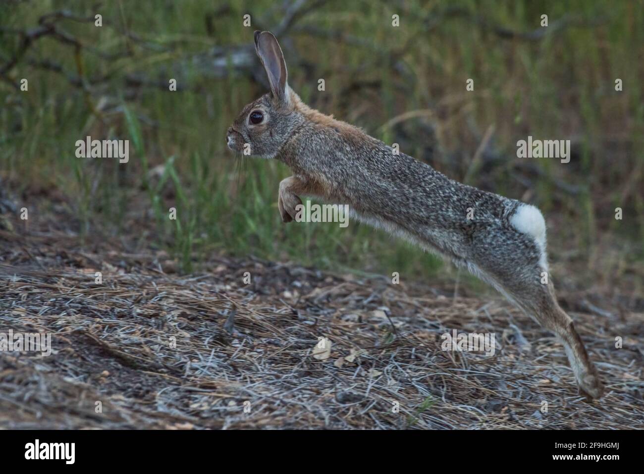 Cottontail Rabbit Running