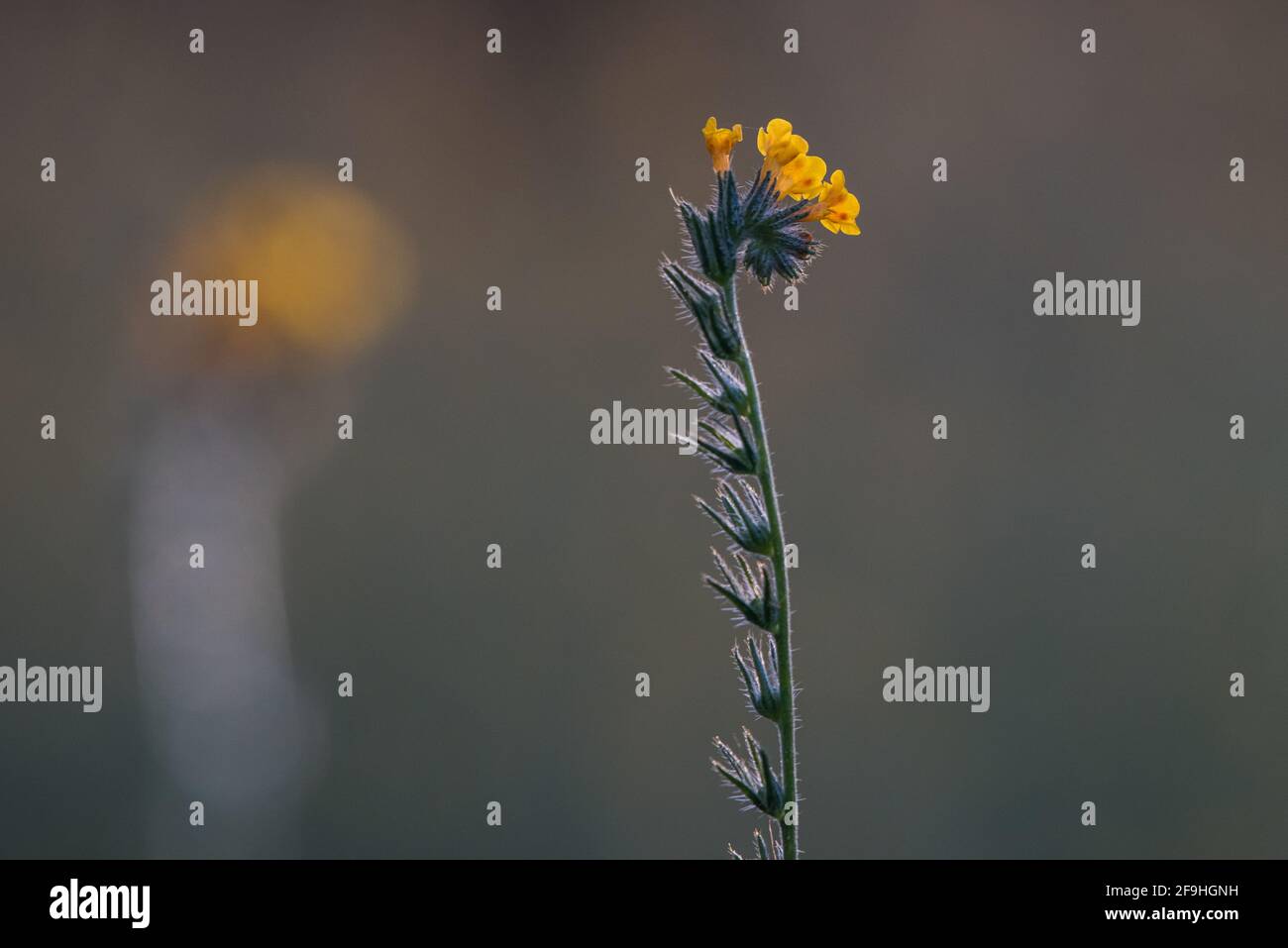 A common fiddleneck wildflower (Amsinckia intermedia) growing wild and blooming in a grassland in Central California. Stock Photo