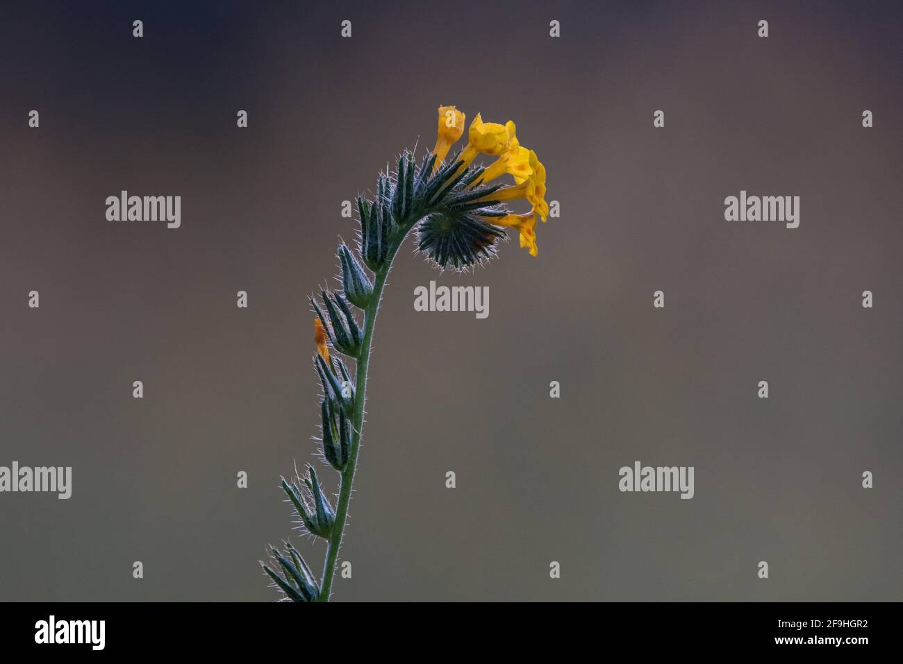 A common fiddleneck wildflower (Amsinckia intermedia) growing wild and blooming in a grassland in Central California. Stock Photo
