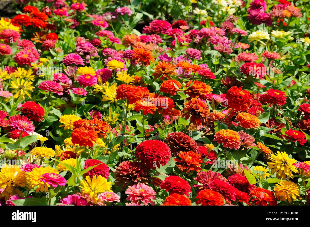 Attractive Colorful Flowers Stock Photo - Alamy