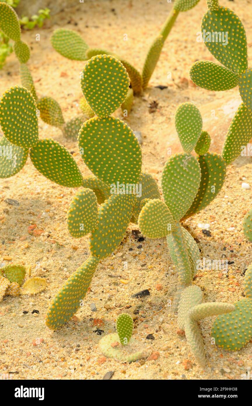Cactus (Opuntia falcata) Stock Photo