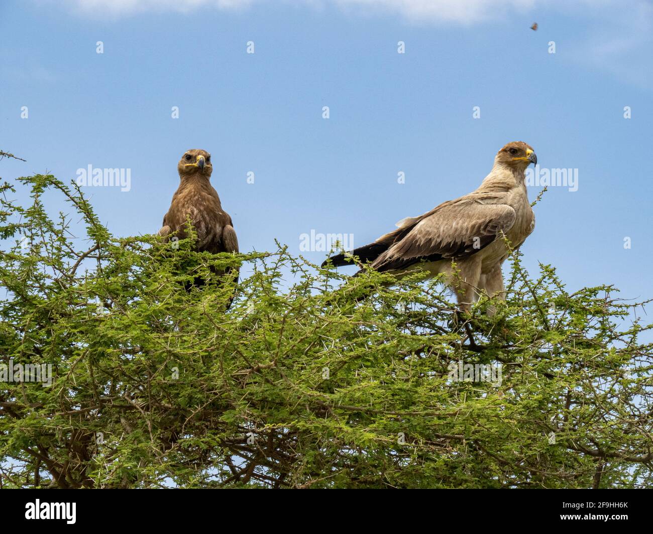 Serengeti National Park, Tanzania, Africa March 1, 2020 Black Kite