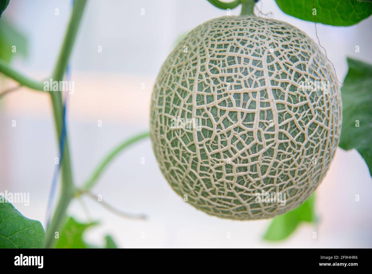 Fresh melon in greenhouse Stock Photo Alamy