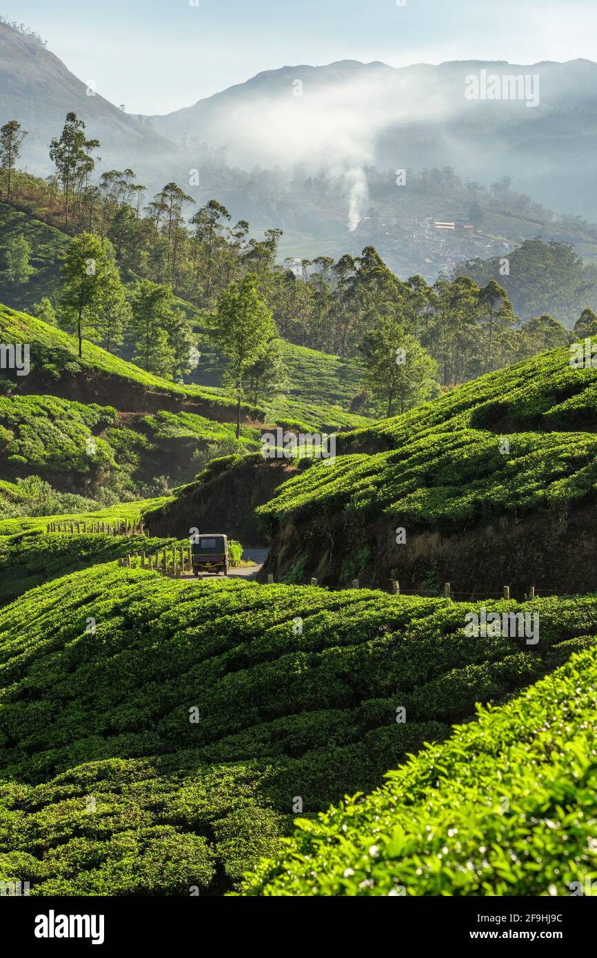 Tea plantations landscape with indian auto rickshaw driving through in Munnar, India Stock Photo