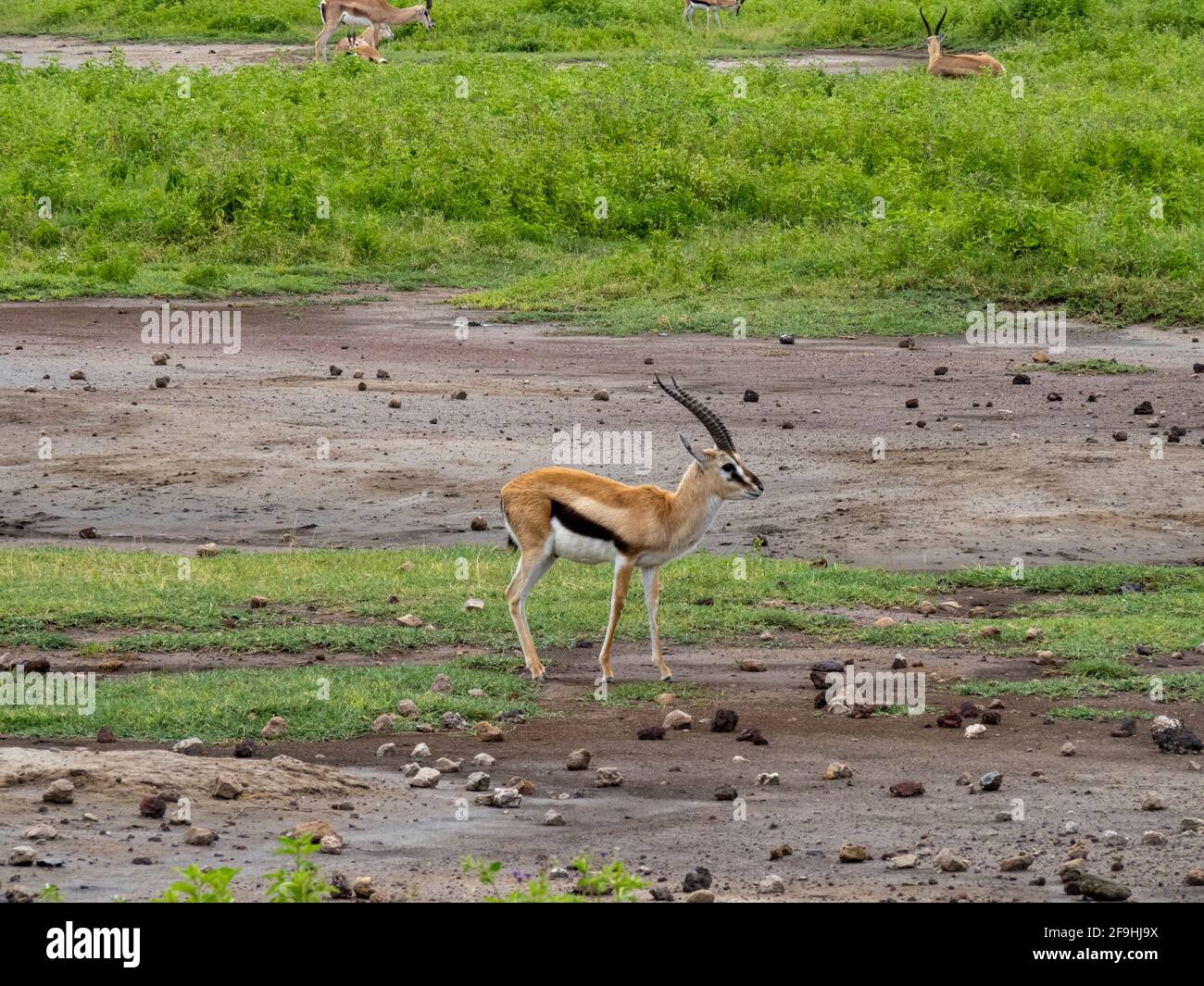 Serengeti gazelle grant's hi-res stock photography and images - Alamy