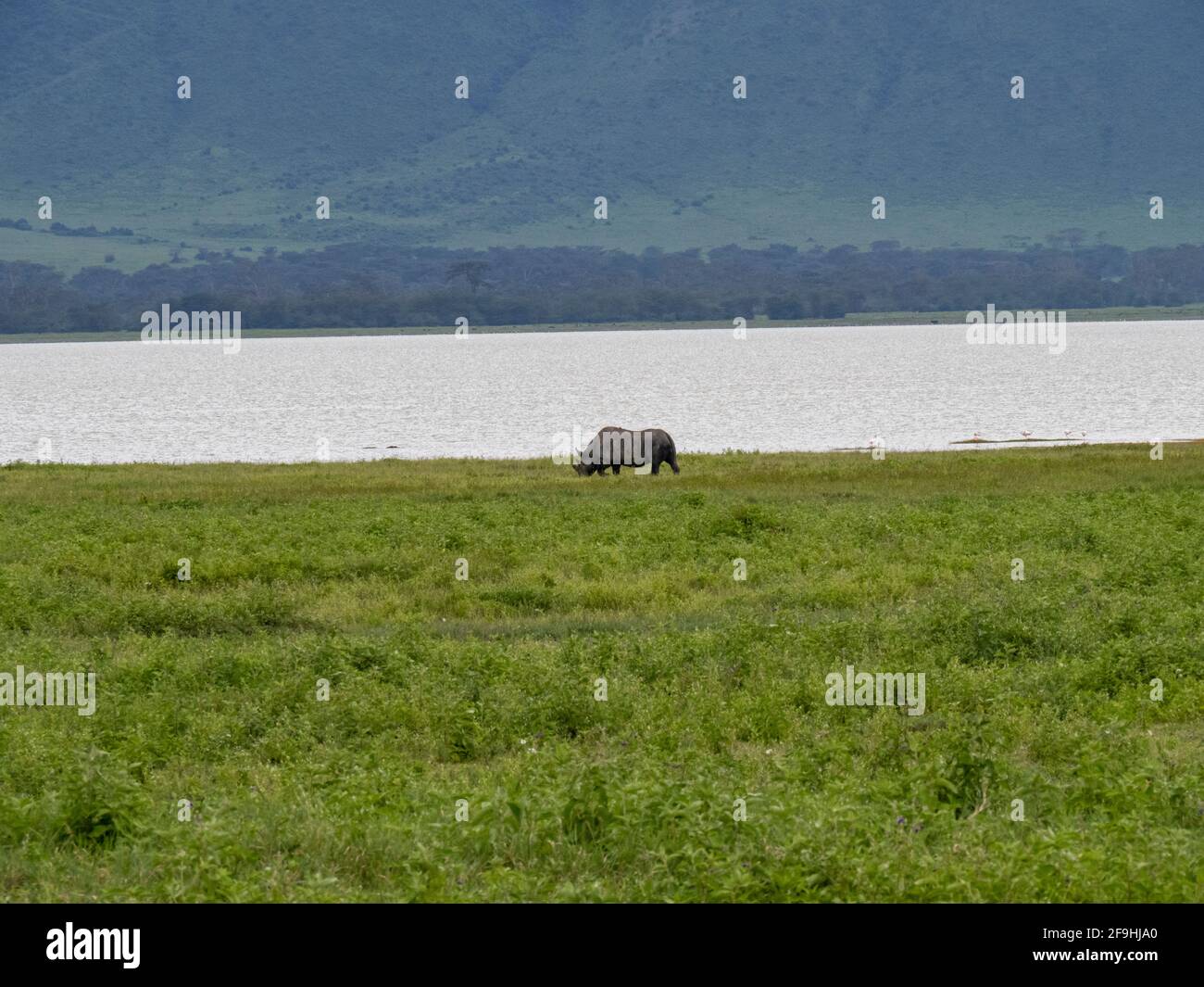 Ngorongoro Crater, Tanzania, Africa - March 1, 2020: Black Rhino grazing along the savannah Stock Photo