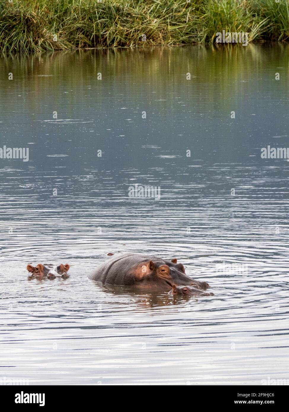 Ngorongoro Crater, Tanzania, Africa - March 1, 2020: Hippos in lake in Ngorongoro Crater Stock Photo
