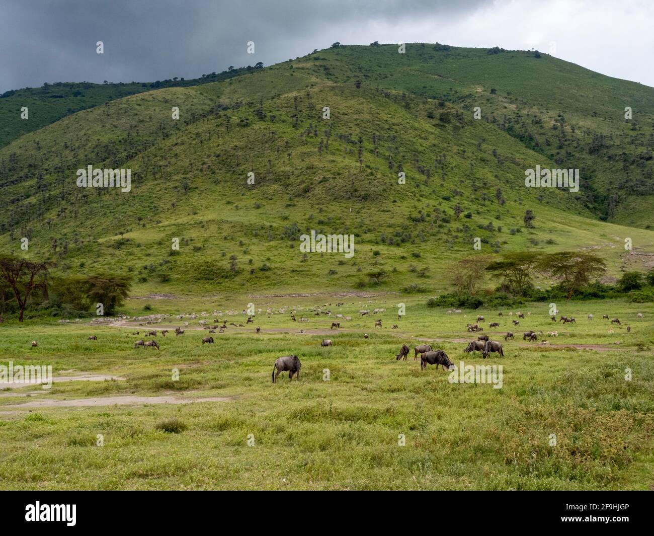 Ngorongoro Crater, Tanzania, Africa - March 1, 2020: Wildebeest roaming the savannah Stock Photo