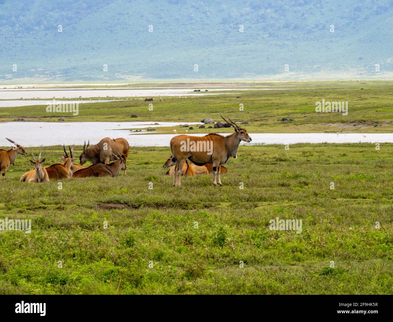 Ngorongoro Crater, Tanzania, Africa - March 1, 2020: Elands resting along lake Stock Photo