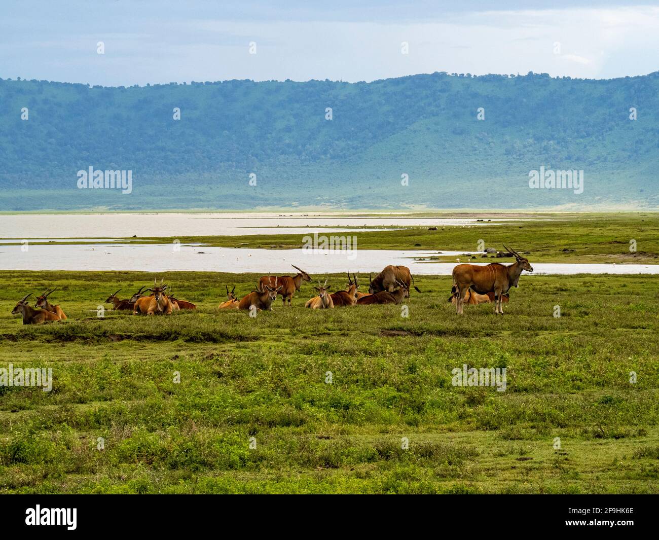 Ngorongoro Crater, Tanzania, Africa - March 1, 2020: Elands resting along lake Stock Photo