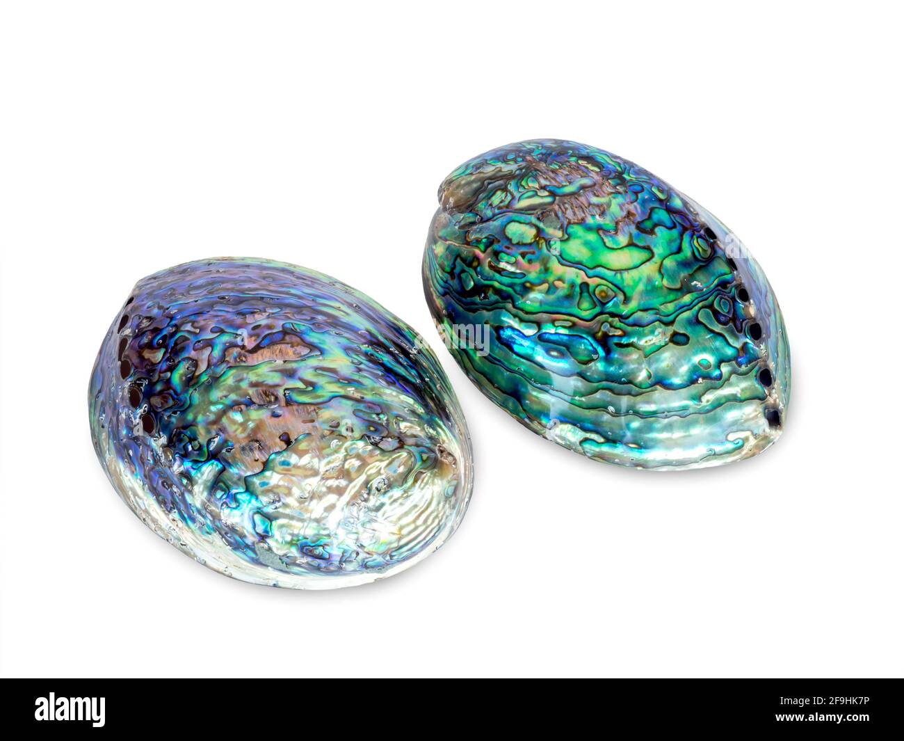 Seashell isolated on white background. Beautiful natural shape of shiny