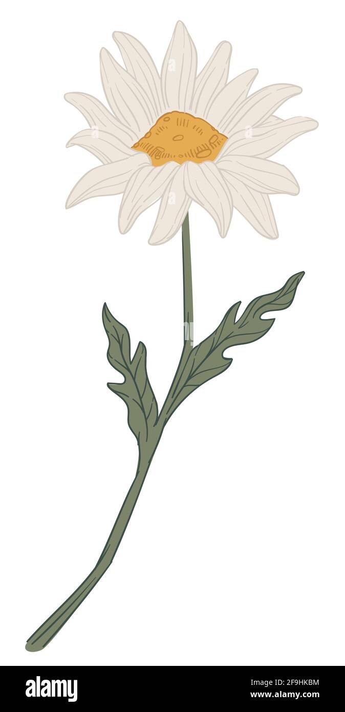 Chamomile flower in blossom, herbal flora vector Stock Vector