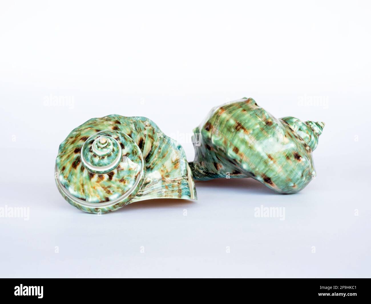 Seashell isolated on white background. Beautiful natural shape of sea ...