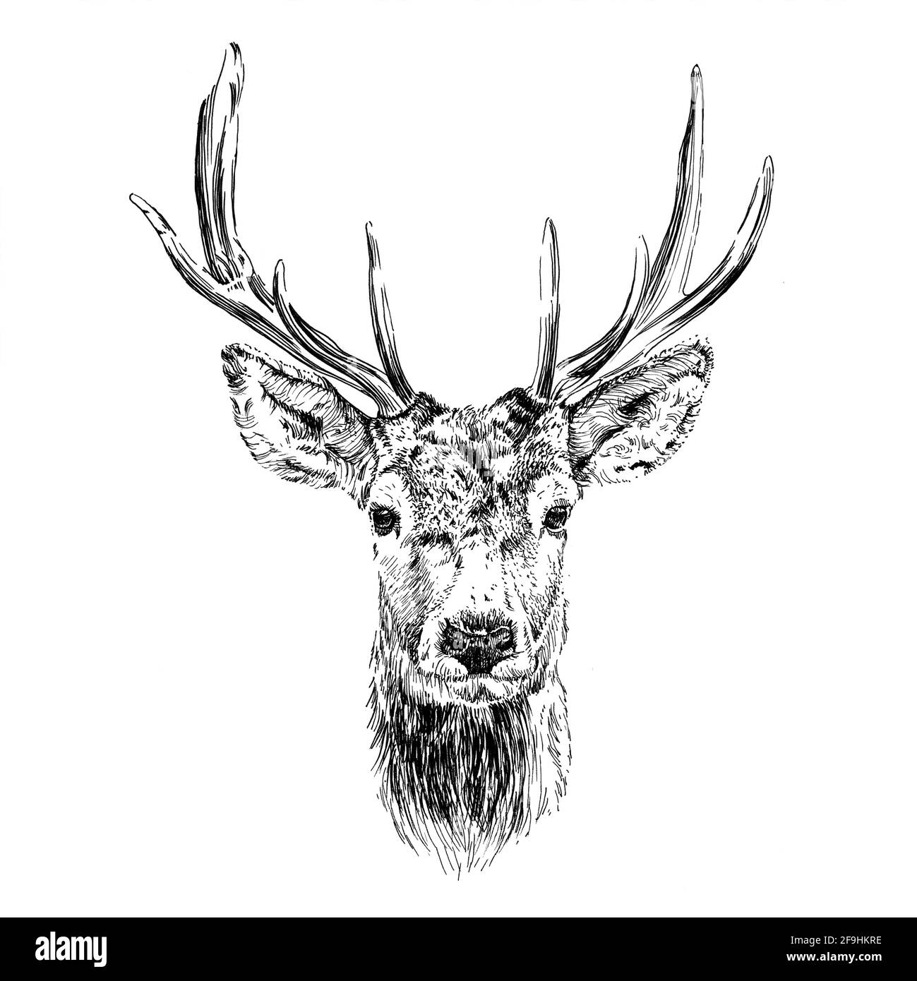 FREE Deer Clipart  Image Download in PDF Illustrator Photoshop EPS  SVG JPG PNG  Templatenet