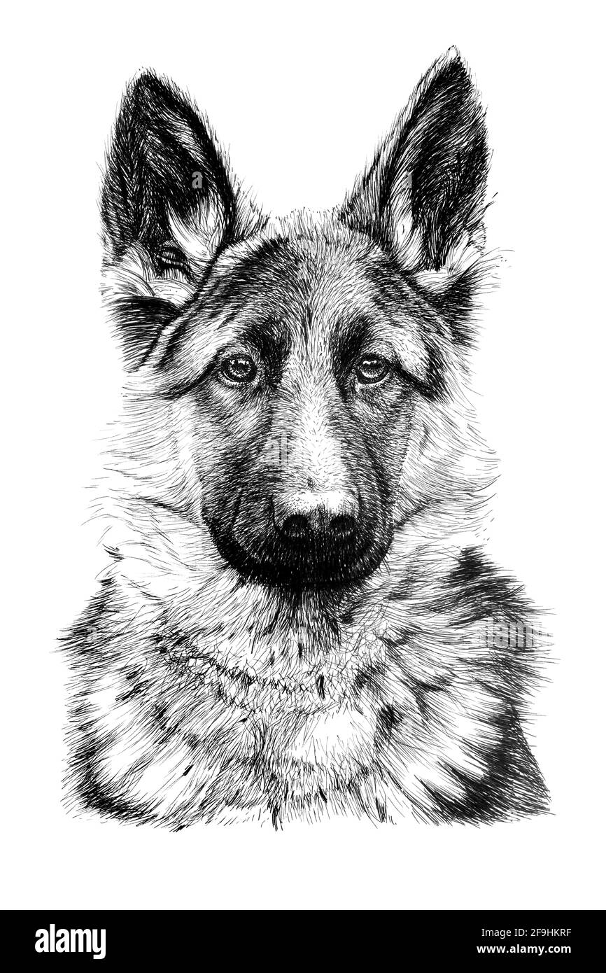 I made a drawing of black german shepherd. Colored pencils on 9