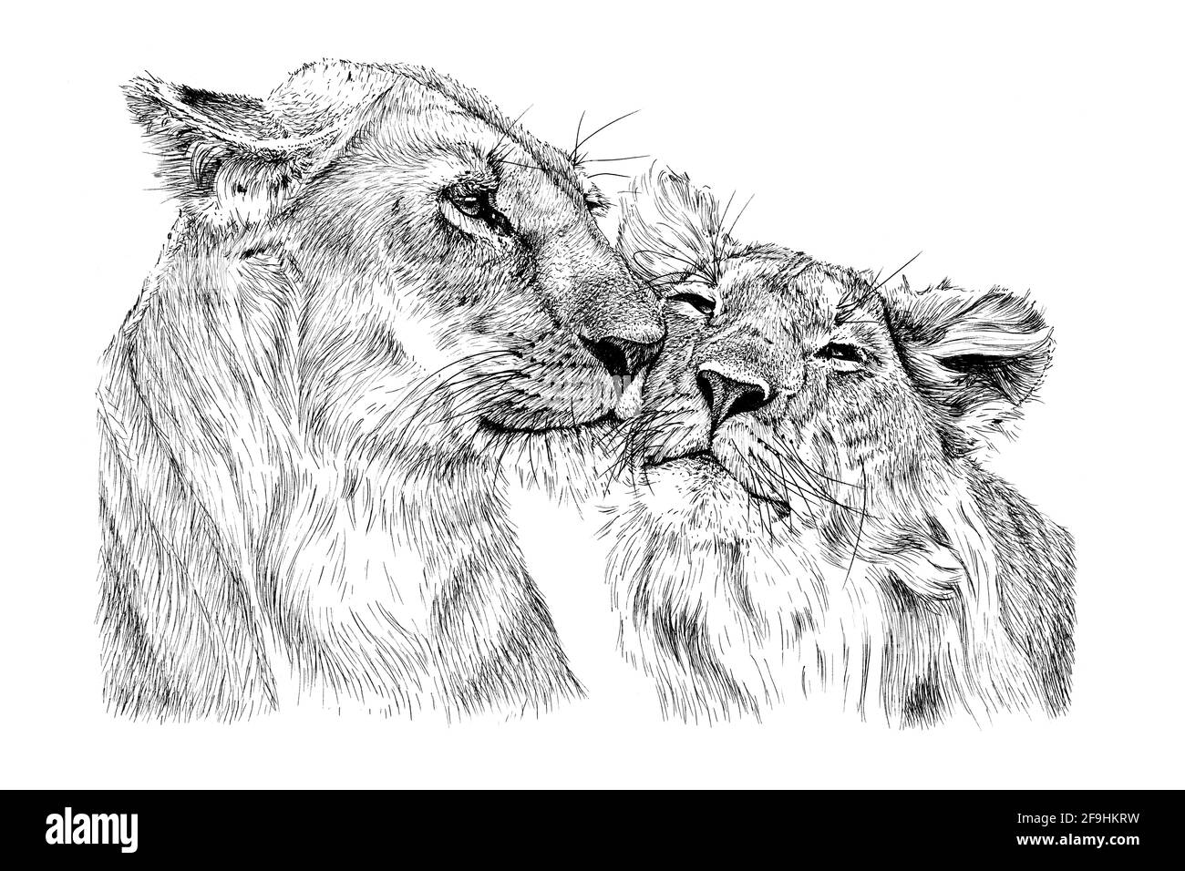 Hand drawn two love lion, sketch graphics monochrome illustration on white background (originals, no tracing) Stock Photo