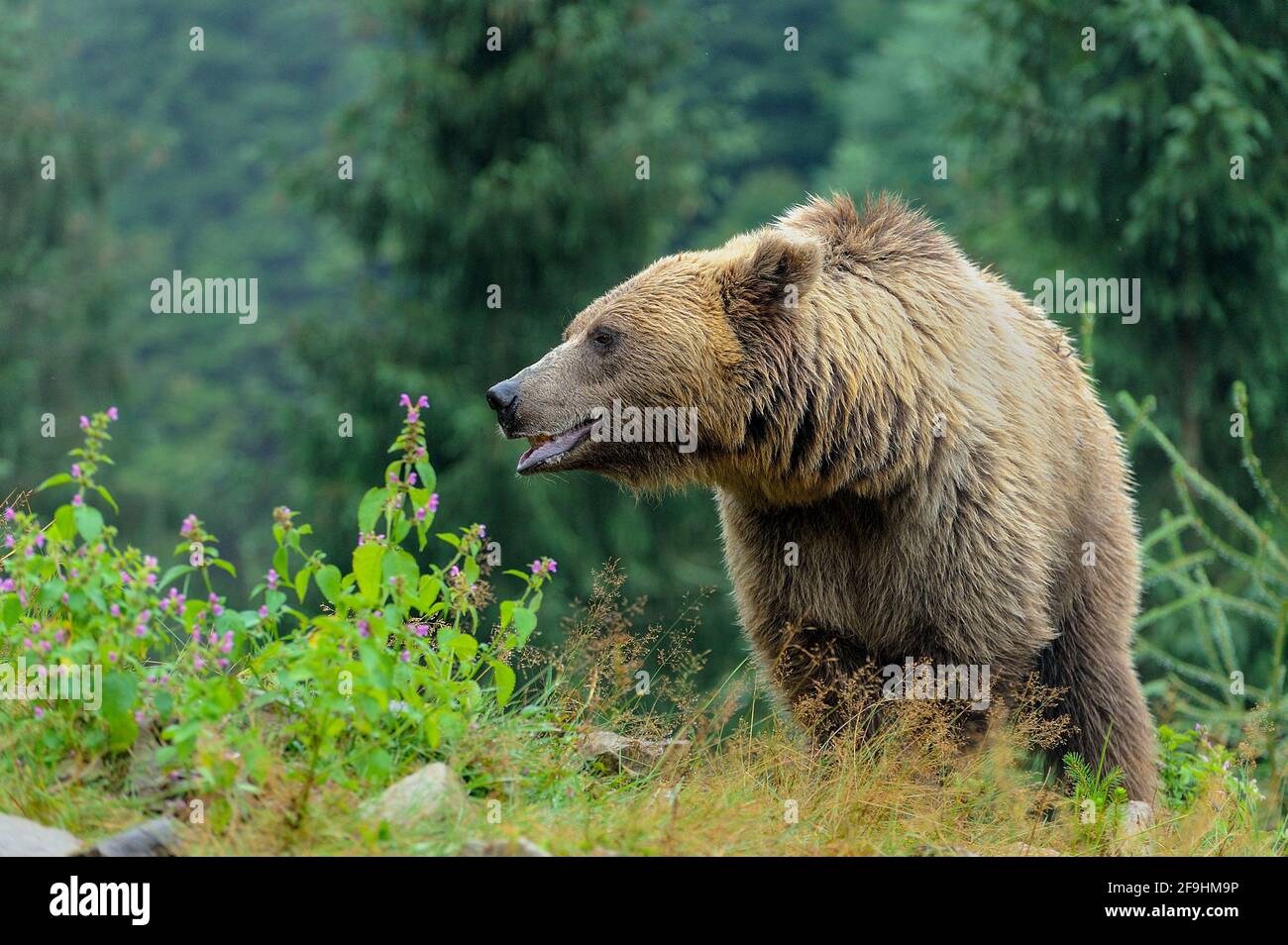 Wild Brown Bear (Ursus Arctos) in the forest. Wild animal . Stock Photo