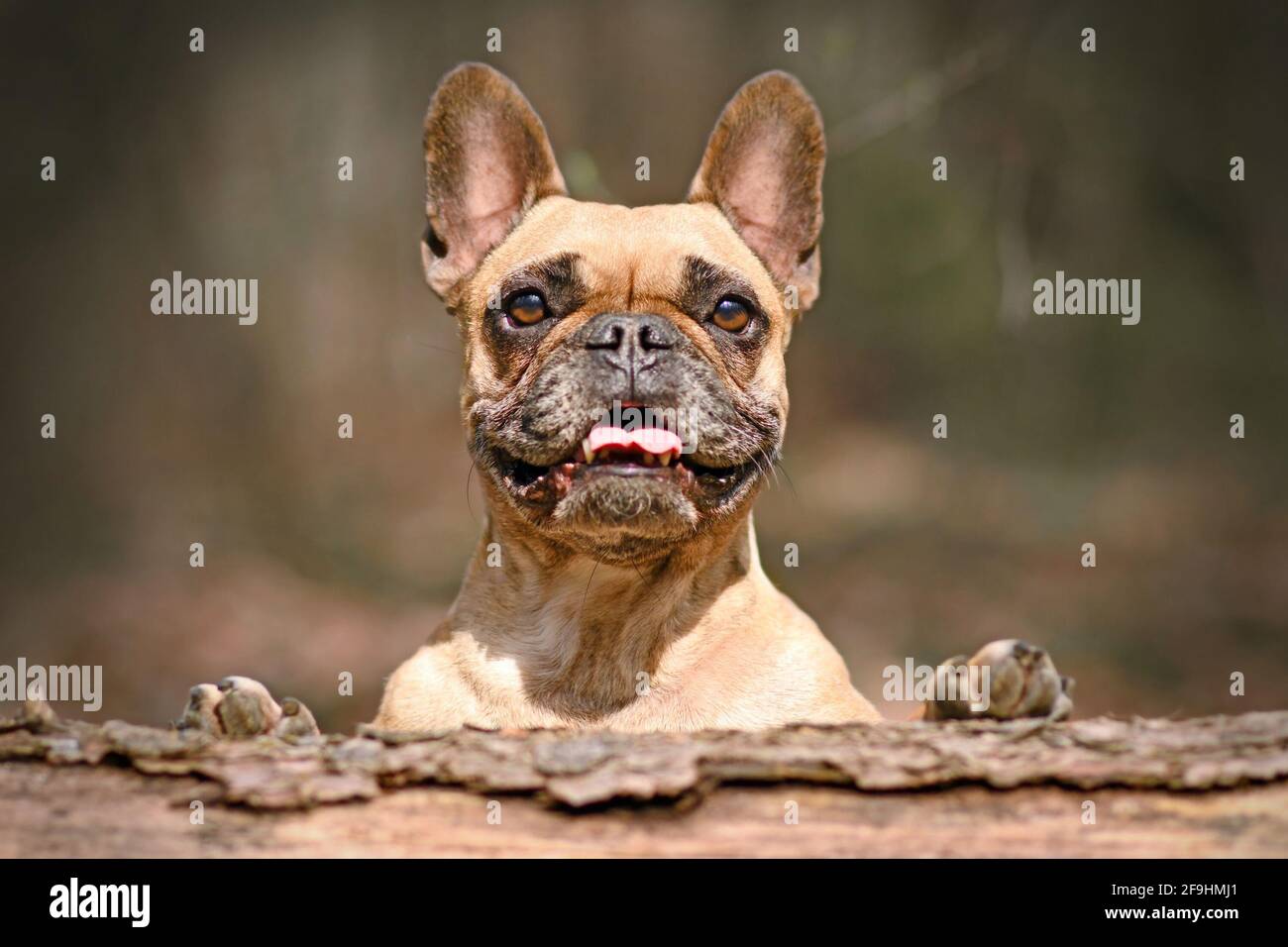 Cute happy French Bulldog dog looking over fallen tree trunk Stock Photo