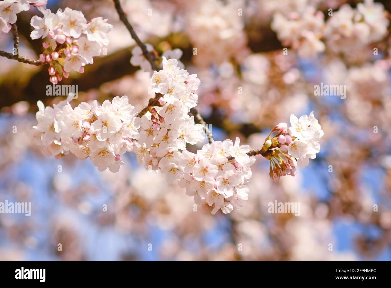 Blooming spring flowers of japanese 'Somei Yoshino' cherry blossom tree Stock Photo