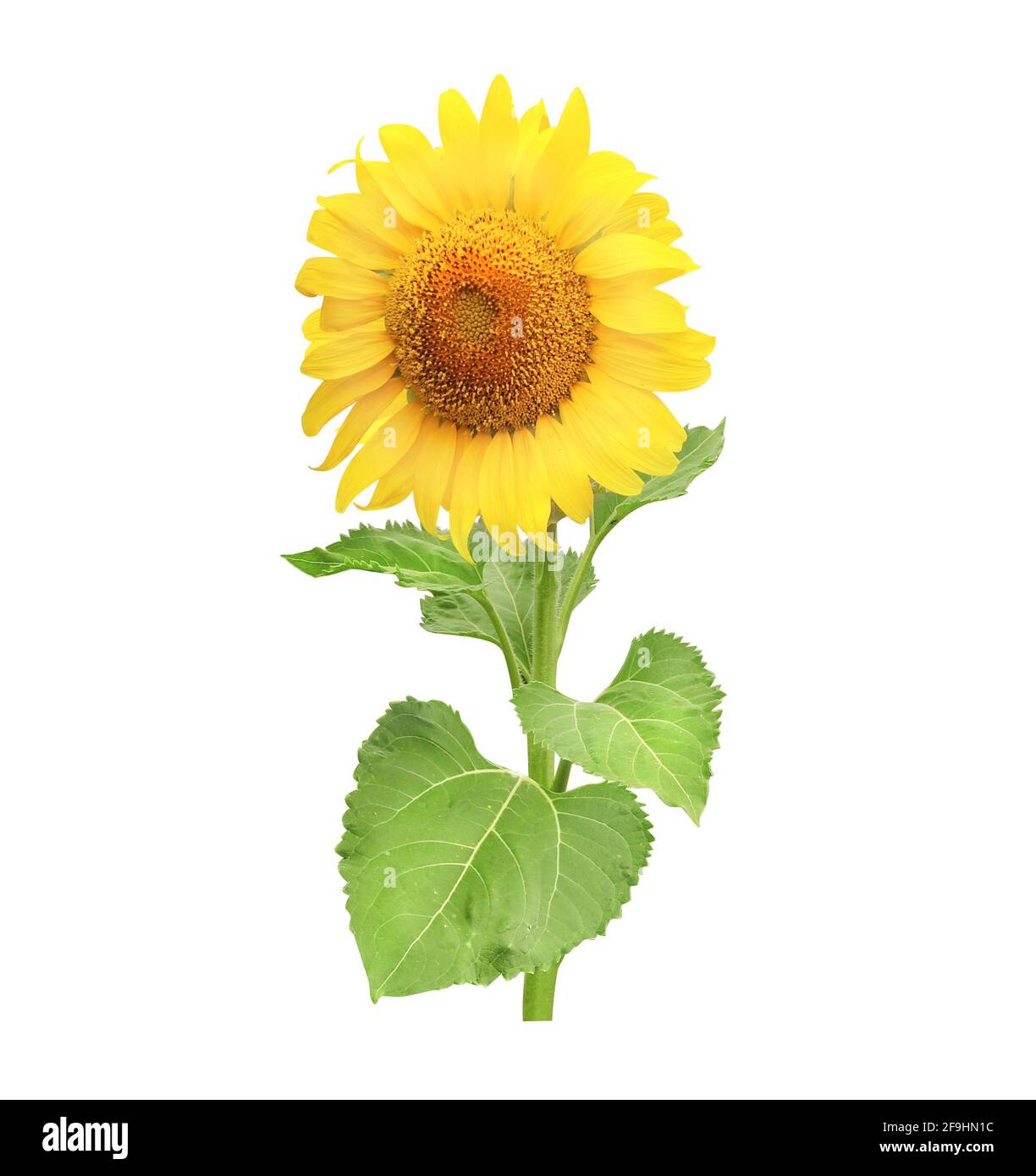 Bright yellow sunflower. Isolated on white background Stock Photo - Alamy