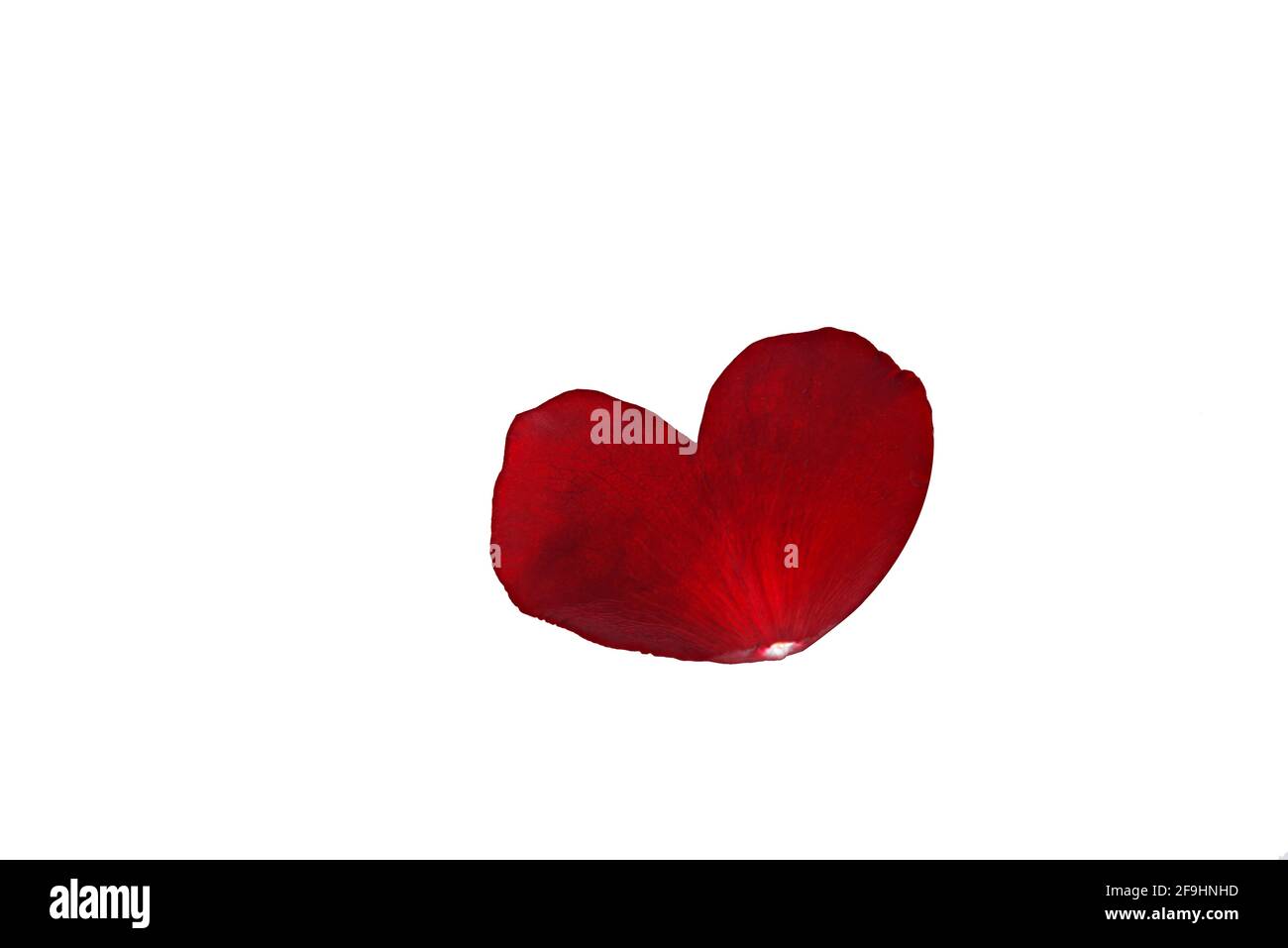 Heart shaped red rose petal on white background Stock Photo - Alamy