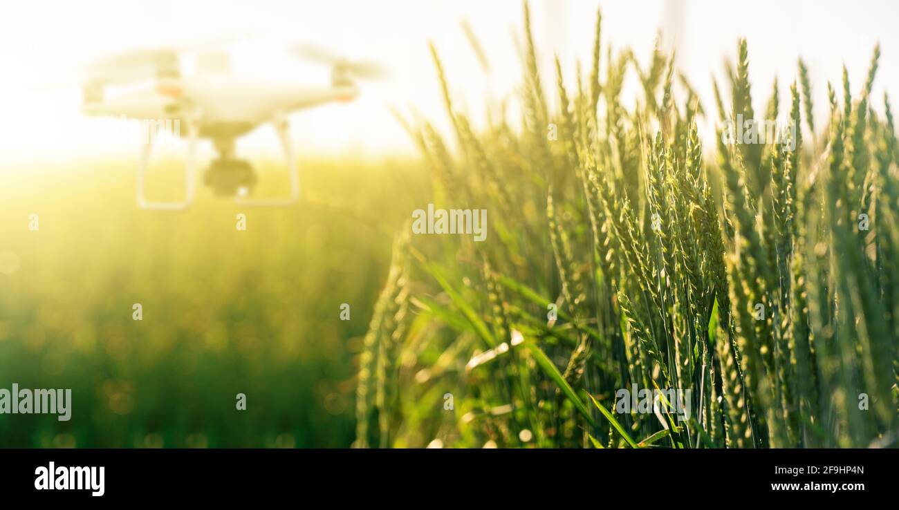 Wheat ears close-up. In the background blurred drone. Smart farming concept  Stock Photo - Alamy