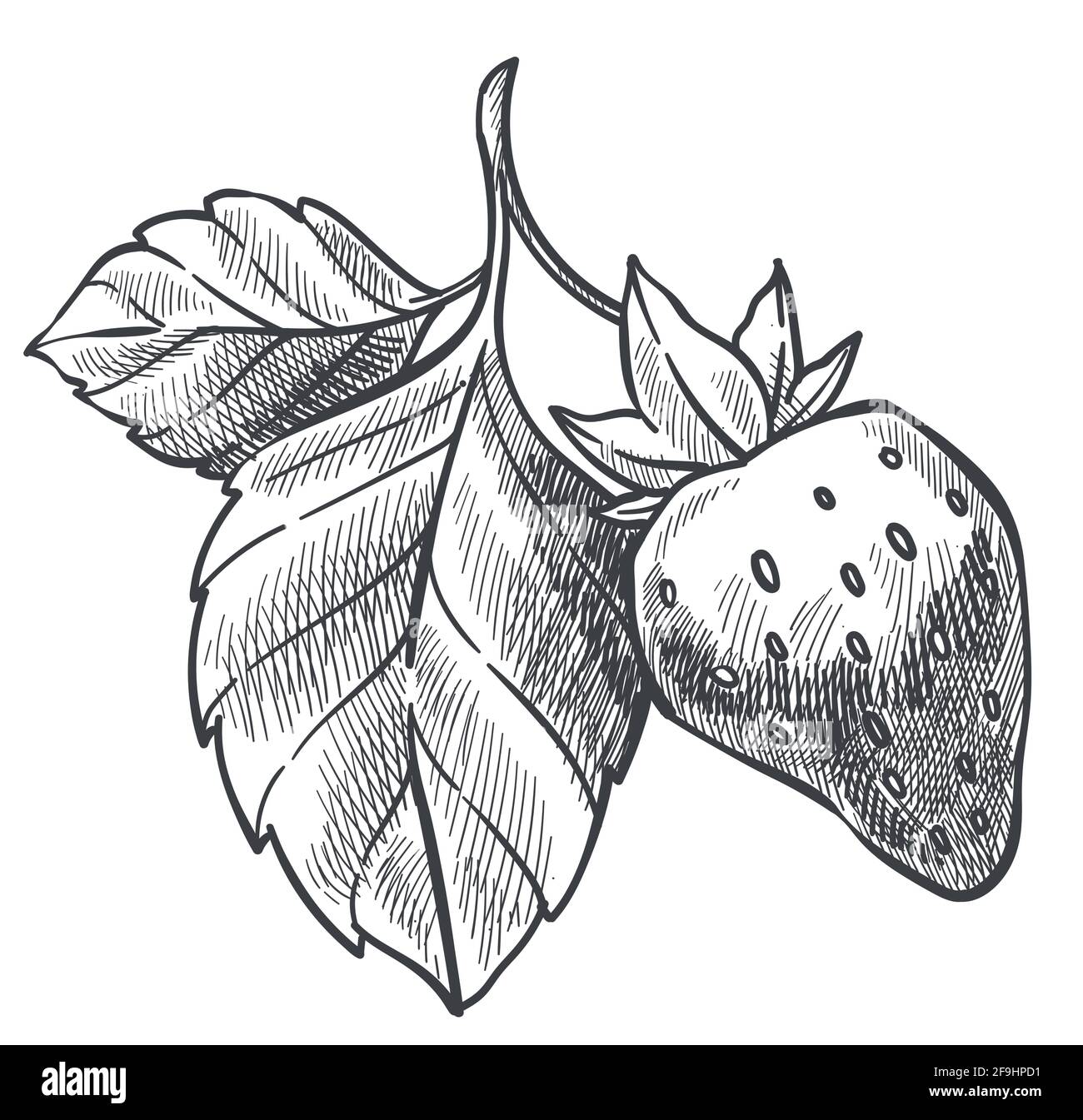 Bunch plantation Stock Vector Images Alamy