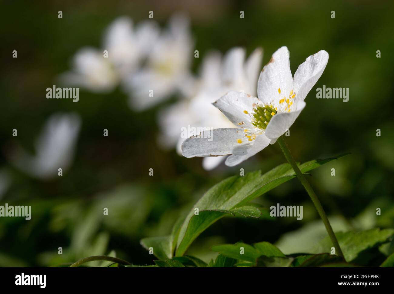 Beautiful white flowers of Wood anemone in a dark forest Stock Photo