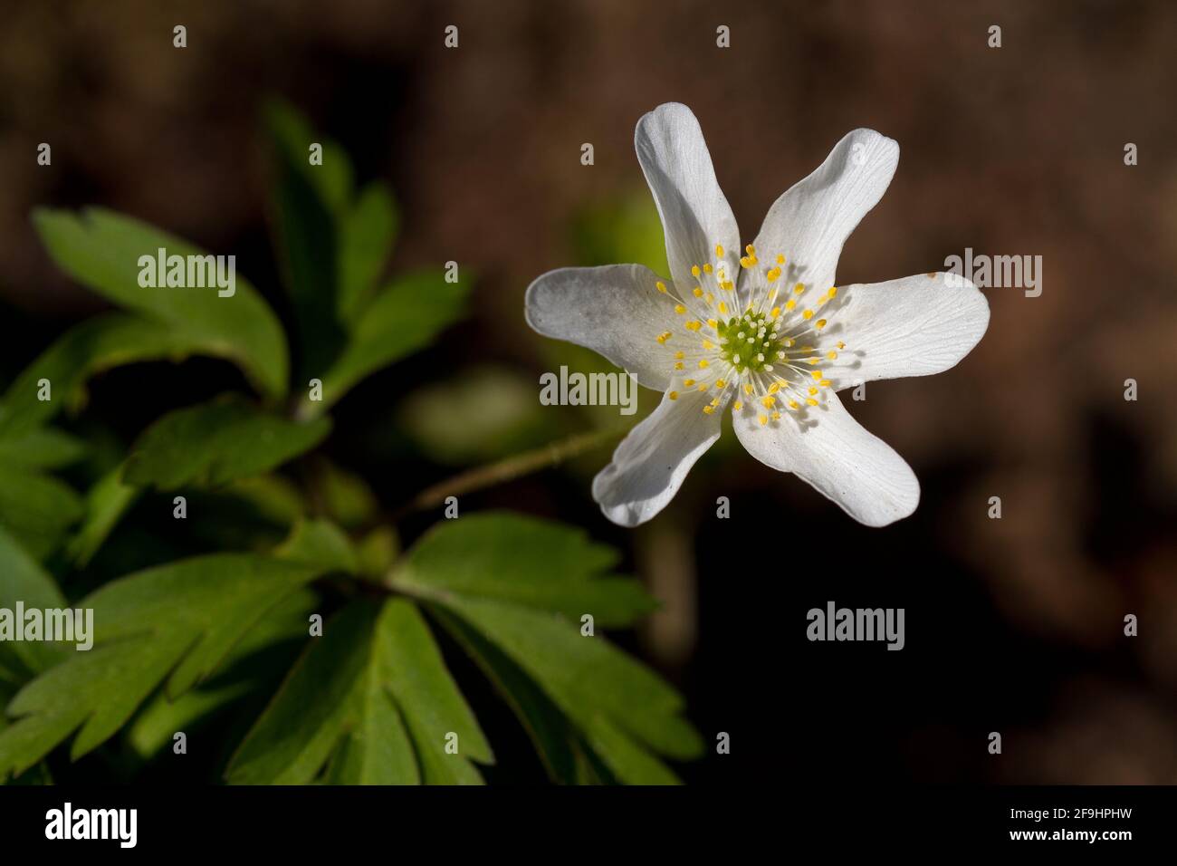 Beautiful white flower of Wood anemone reaching for sunlight Stock Photo
