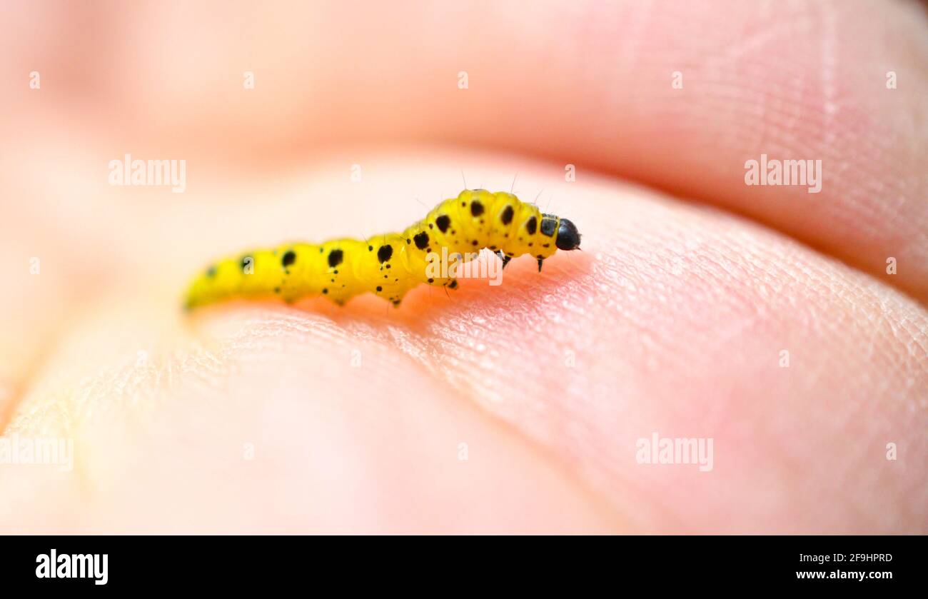 caterpillar, on a man fingers Stock Photo