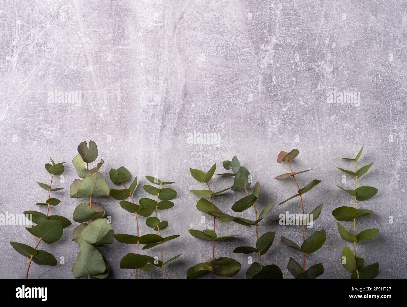 Branches eucalyptus on the grey background, copy space Stock Photo