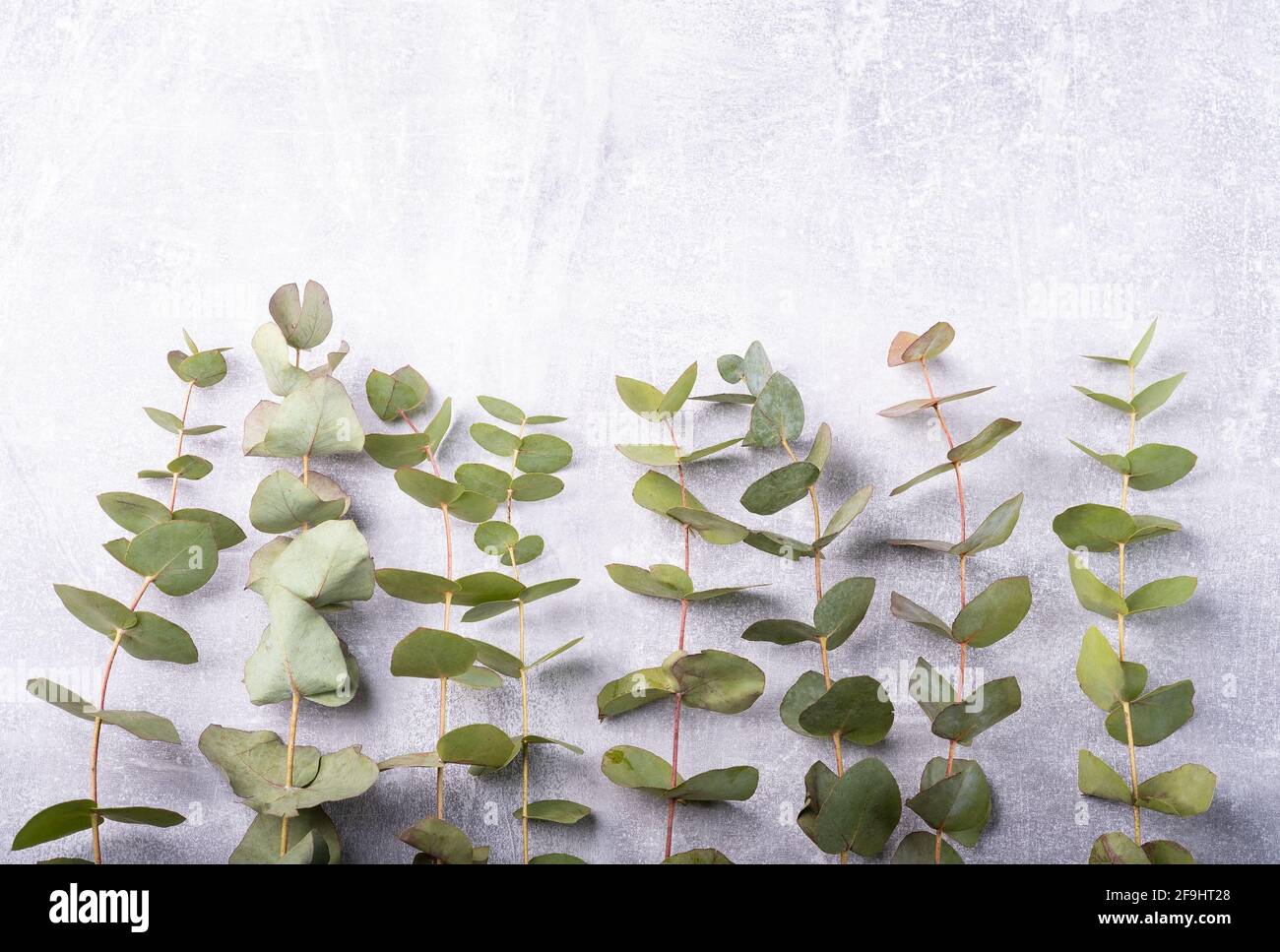 Branches eucalyptus on the grey background, copy space Stock Photo