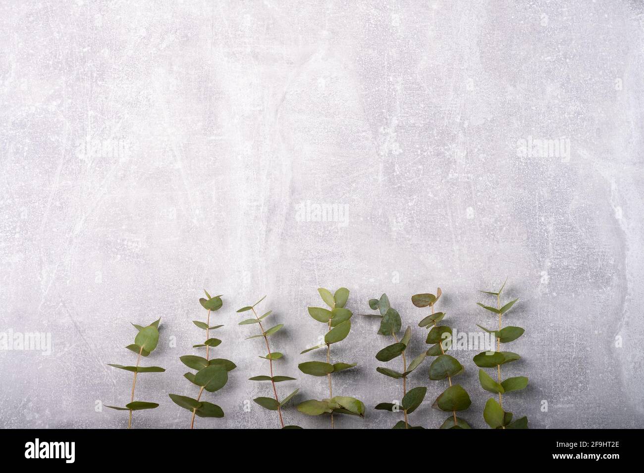 Branches eucalyptus on the grey background, copy space Stock Photo