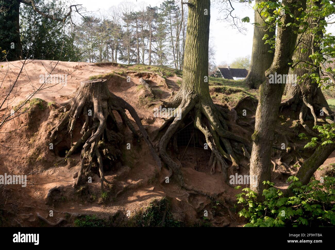 Exposed tree roots, Abbey Fields, Kenilworth, Warwickshire, England, UK