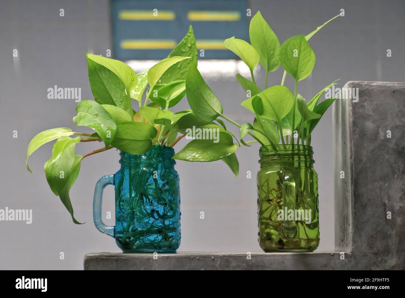 Golden pothos (Scindapsus aureus) add a touch of freshness to the bathroom. Planted in a clear, square glass. Stock Photo