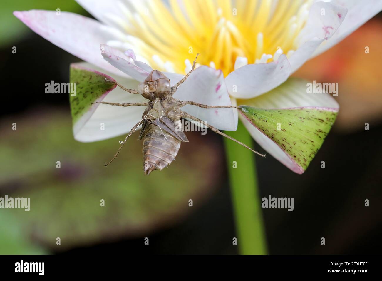 Flying insects have sharp, hooklike legs. Stuck on the lotus petals