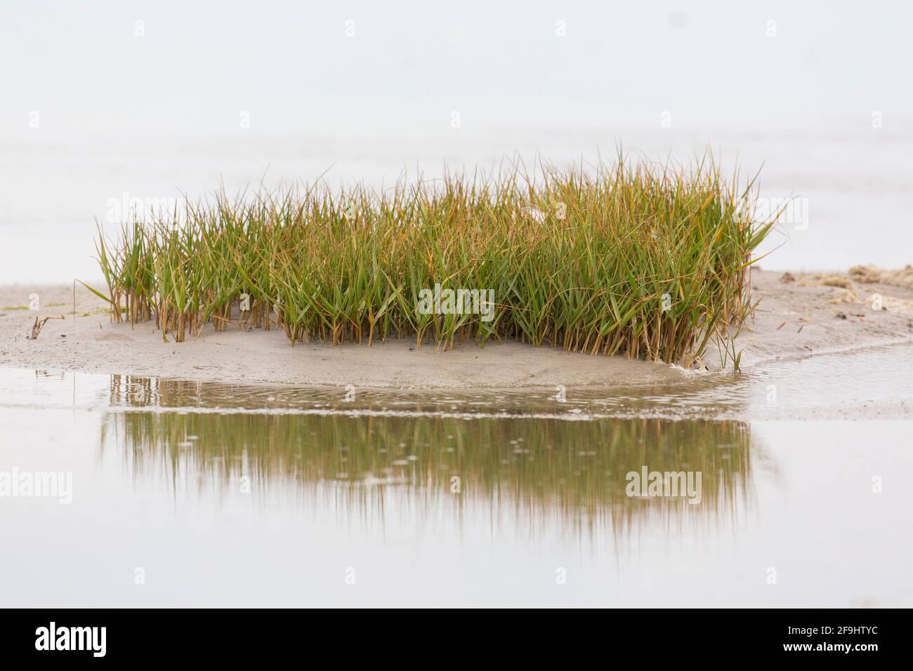 Common Cordgrass (Spartina anglica). Plant in the tidal area of ??the Wadden Sea, Wadden Sea National Park Stock Photo