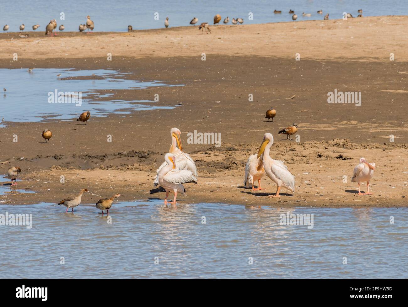 Wild white pelicans on a sandbar, Namibia Stock Photo