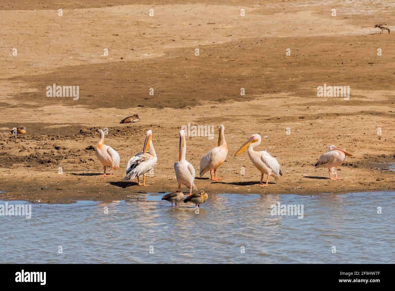 Wild white pelicans on a sandbar, Namibia Stock Photo