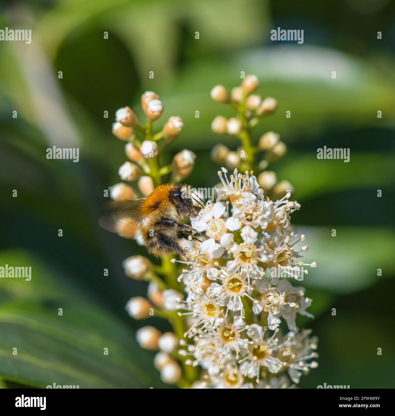 Prunus laurocerasus common laurel cherry laurel hires stock