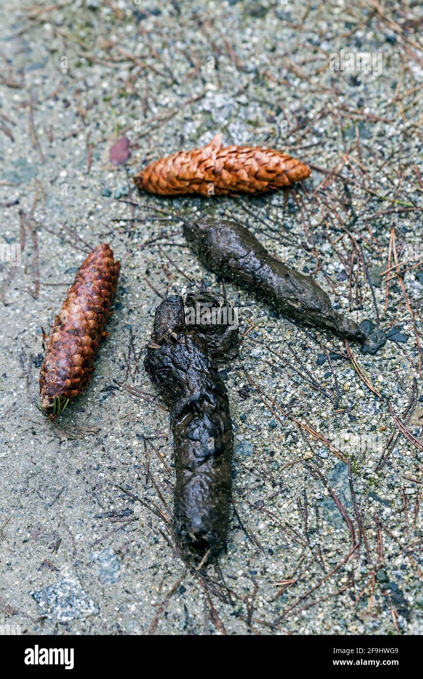 Wild animal scat hi-res stock photography and images - Alamy