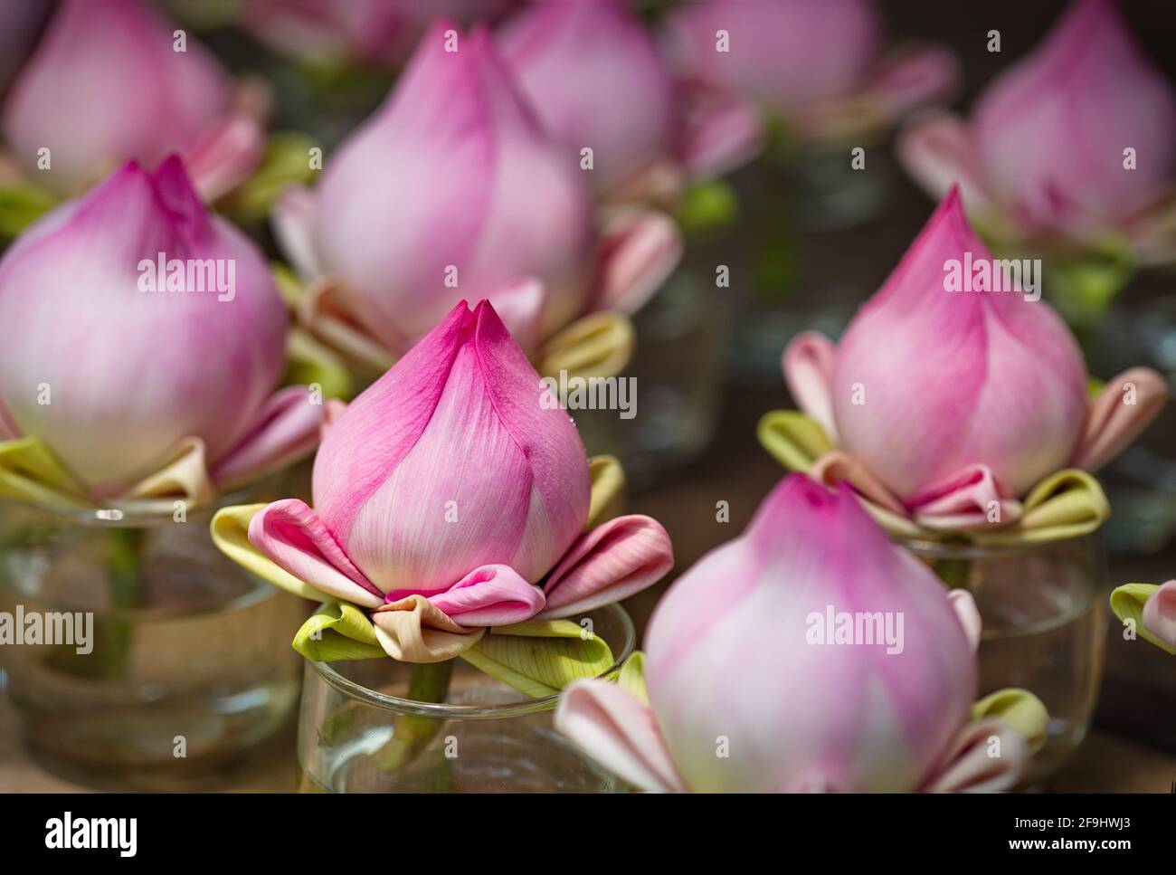 Folded petals of lotus flowers in Thai style Stock Photo Alamy