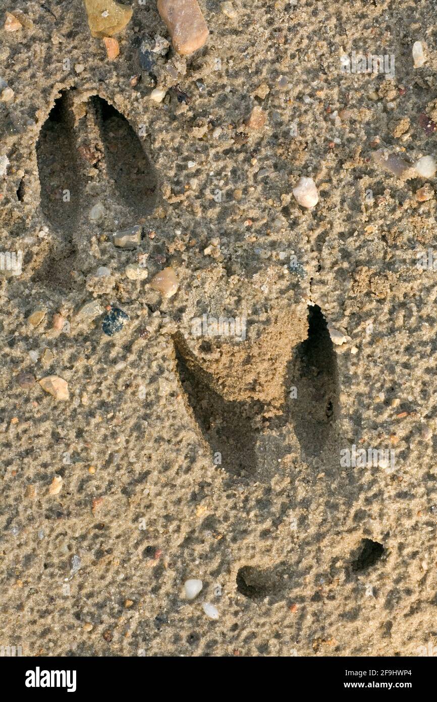 Roe Deer (Capreolus capreolus). Hoof prints in sand. Denmark Stock