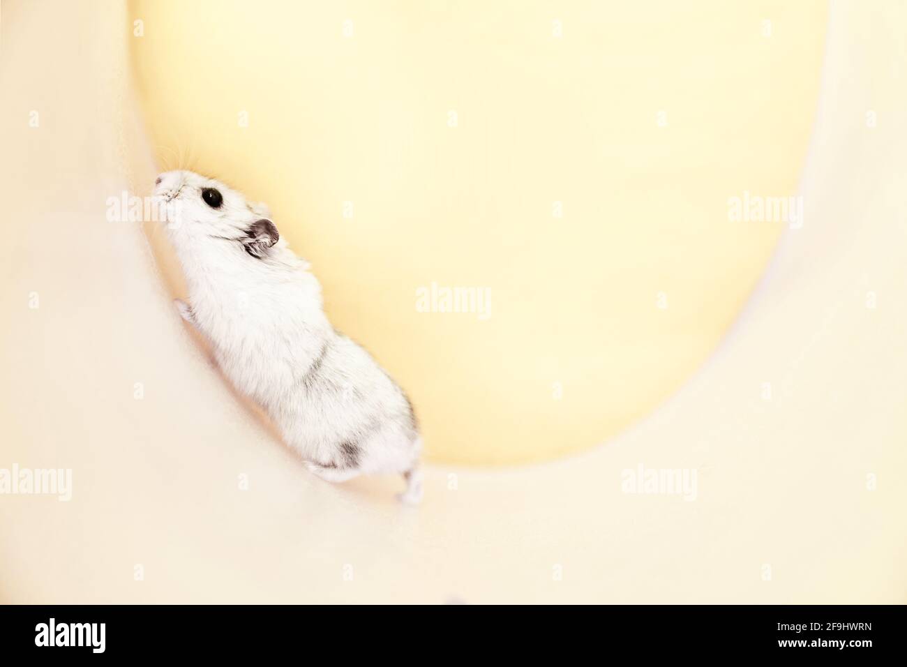 Dzungarian grey hamster in a wheel on a yellow background. Mockup for text.High quality photo Stock Photo