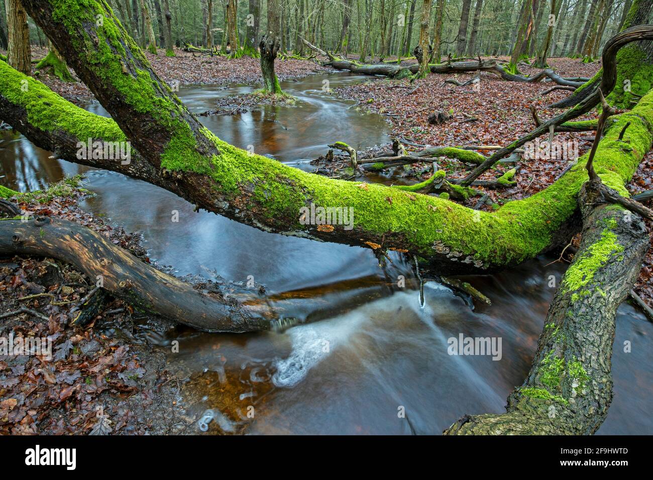 Stream in a deciduous forest. Schierenwald, Steinburg, Schleswig-Holstein, Germany Stock Photo