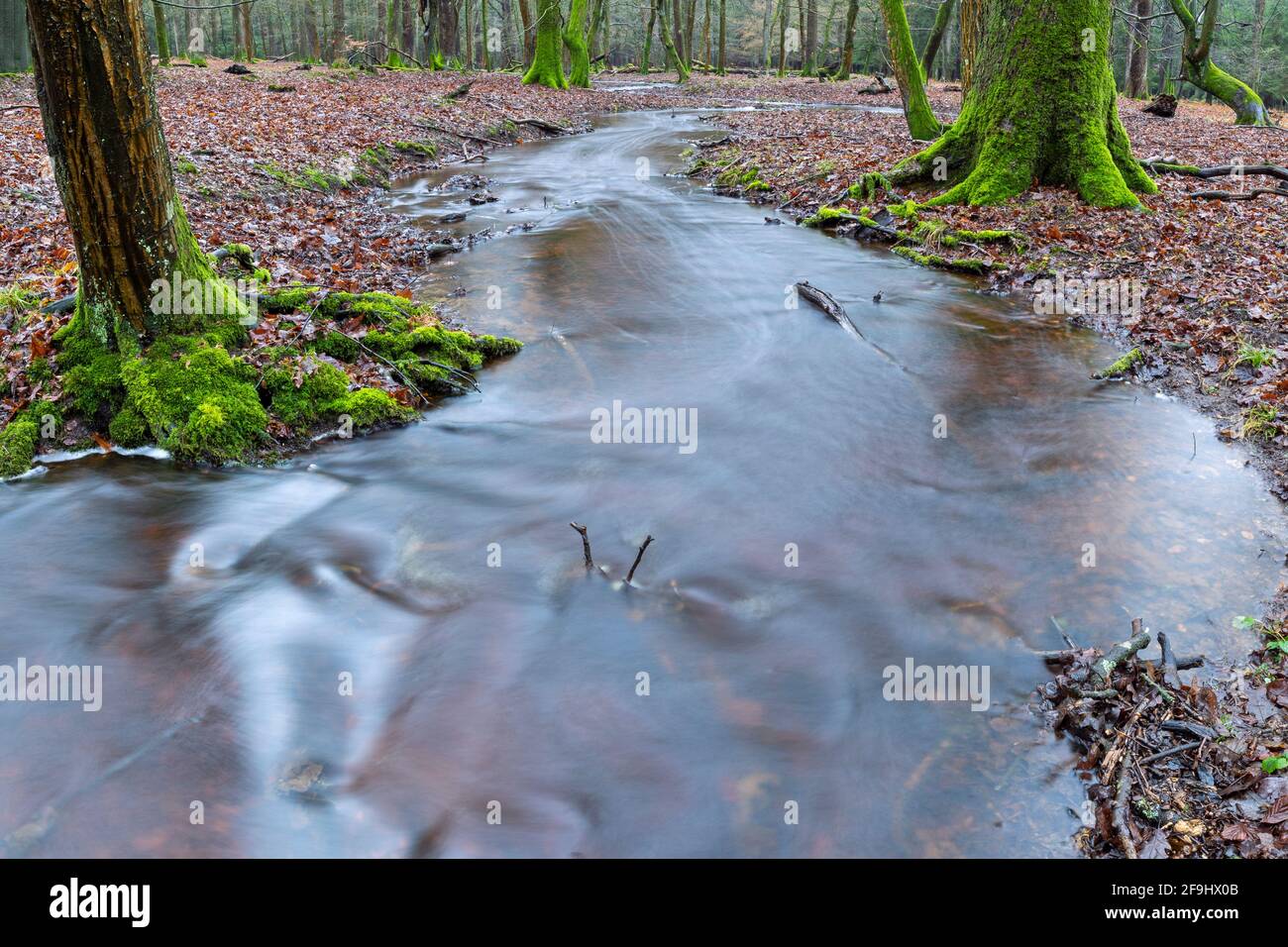 Stream in a deciduous forest. Schierenwald, Steinburg, Schleswig-Holstein, Germany Stock Photo