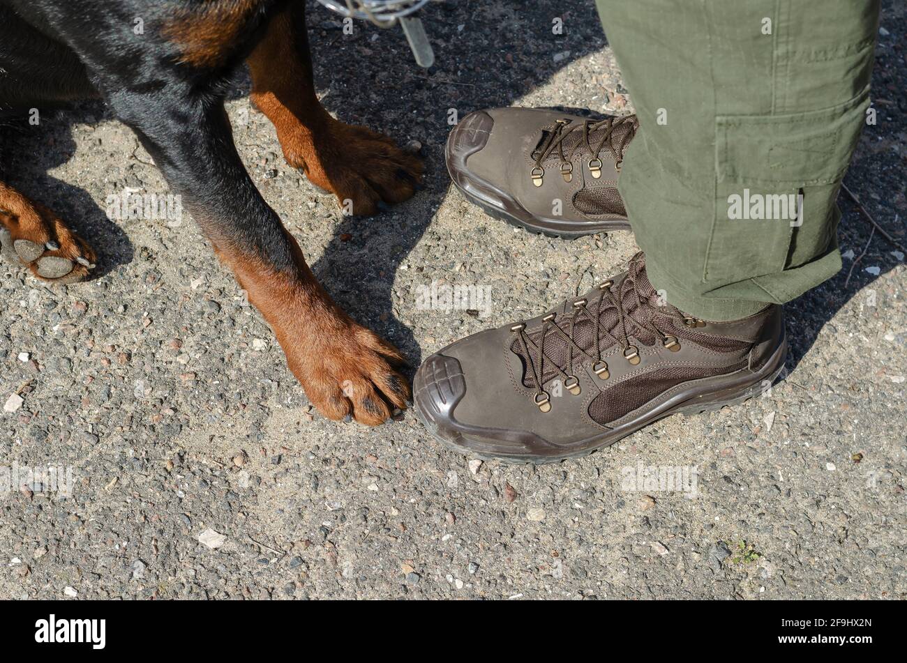 Dog shoes for rottweiler hot sale
